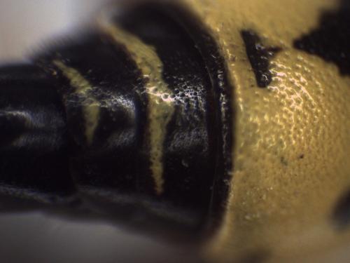 Réf. 349 120 : Eumenes coronatus